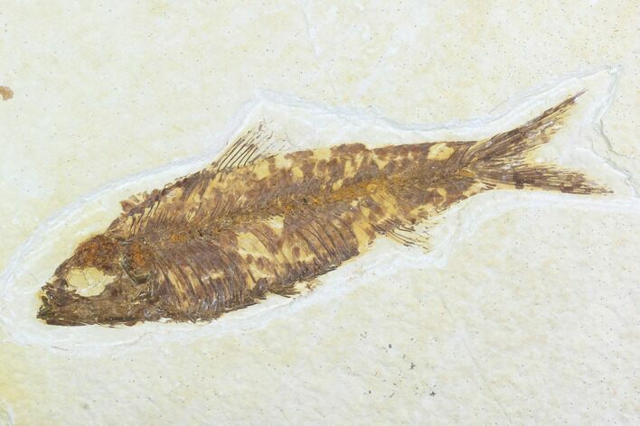 Detailed Fossil Fish (Knightia) - Wyoming #99770